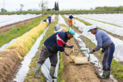 Workers harvesting in a field