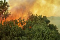 Burning Forest Wildfire