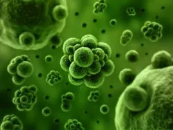 bacteria causes infection