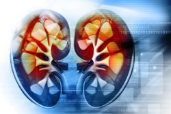 Cross section drawing of kidneys