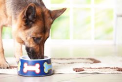 Dog eating food from bowl