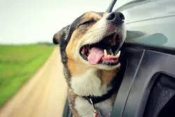 A dog sticks its head out of a car window.