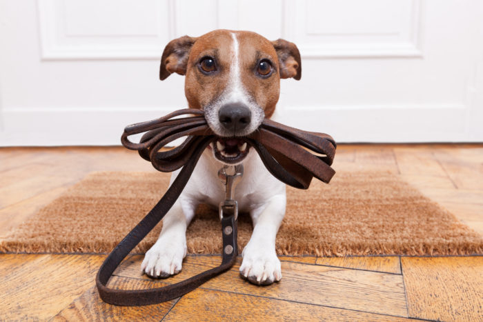 dog with leash ready for a walk with a Wag worker