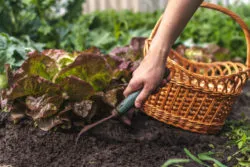 Gardener pulling weeds