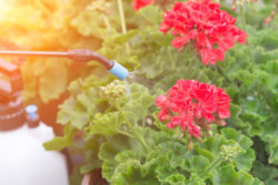 Roundup cancer is the subject of thousands of lawsuits.