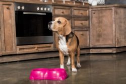 Hungry beagle waiting for dinner