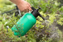 Spraying chemicals in garden