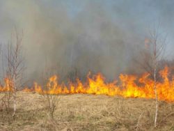 wildfire in the wilderness