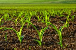 young sunlit crops