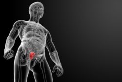 anatomy with focus on bladder