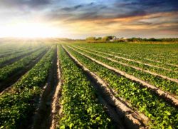 Cultivated Land