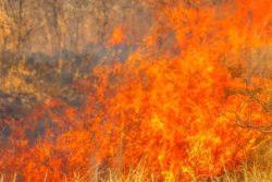 california wildfires
