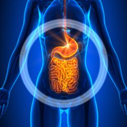 female stomach and intestinal system