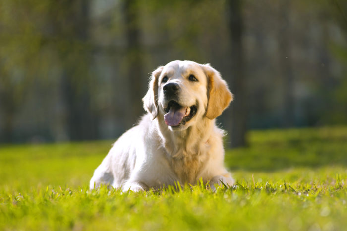 golden retriever needs Sentry flea and tick repellent
