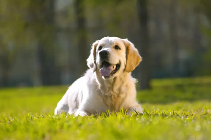 golden retriever needs Sentry flea and tick repellent