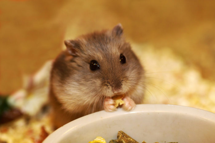 hamster at PetSmart