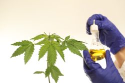 hands holding CBD oil