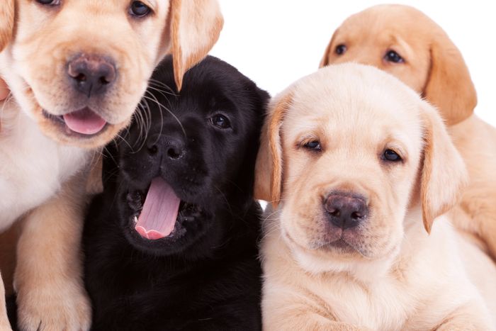 labrador retriever dogs