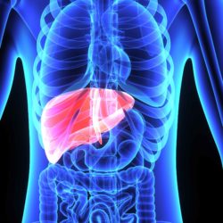 red liver on blue