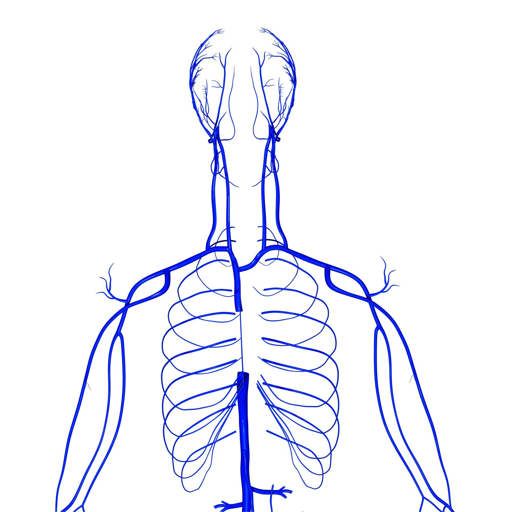 veins for blood flow in the body