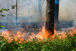 Windy wildfire