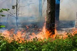 Windy wildfire