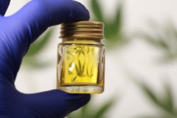 Cannabis leaves CBD oil hemp products