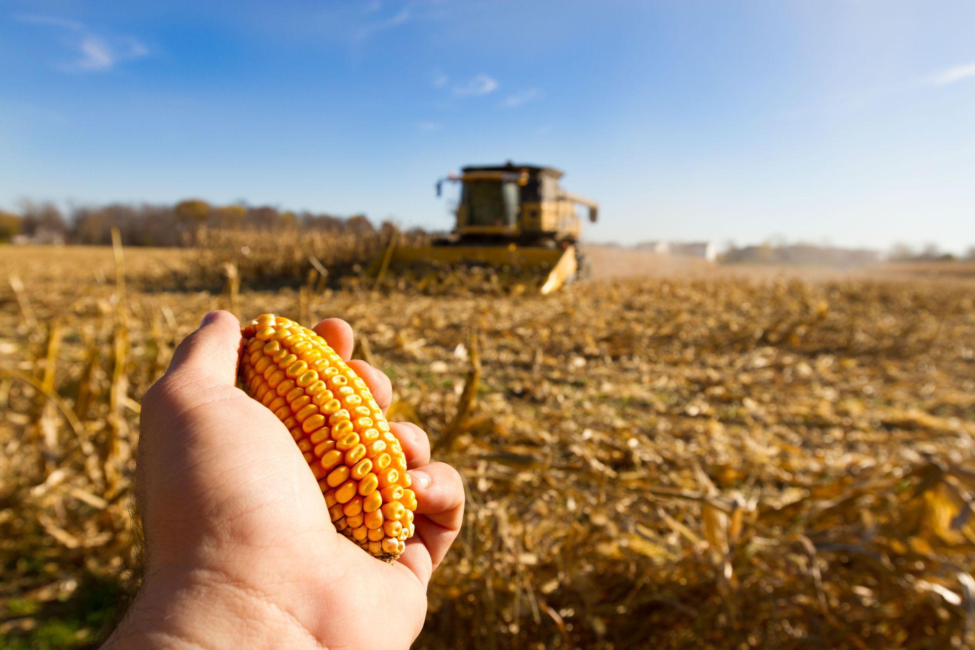 A hand holds an ear of corn in a field.