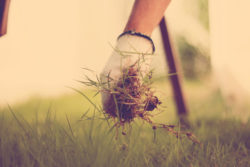 Glyphosate toxicity is a concern for gardeners who want to get rid of weeds.