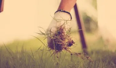 Glyphosate toxicity is a concern for gardeners who want to get rid of weeds.