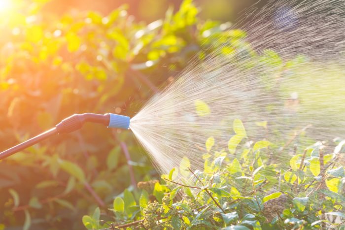 Roundup sprayed on plants.