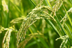 Thailand's Ministry of Agriculture has enacted a ban on agricultural chemicals that include the glyphosate weed killer used in Roundup.