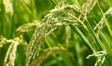 Thailand's Ministry of Agriculture has enacted a ban on agricultural chemicals that include the glyphosate weed killer used in Roundup.