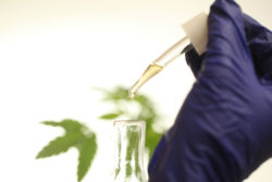 With the exception of a single product, CBD oils are not approved or regulated by the FDA in any way, meaning that the term "caveat emptor" applies.