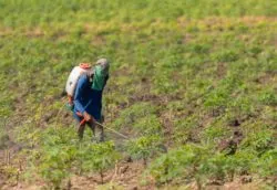 ag worker spraying fields with Roundup