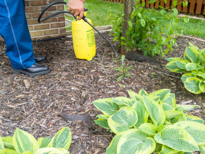 spraying weed killer roundup on weeds