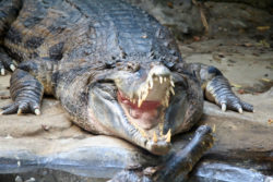 Alligators are typically not covered under natural disaster insurance coverage.