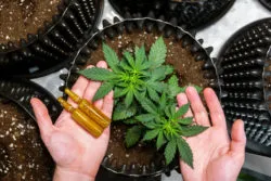 Many consumers hope new CBD regulations will be god for the industry.