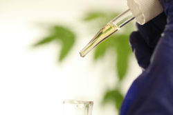 CBD oil in dropper in lab