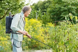 Old man sprays weeds in garden.