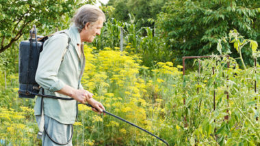 Old man sprays weeds in garden.