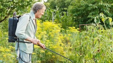 Old man sprays weeds in garden.