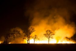 Camp Fire trees burning at night