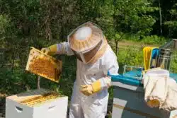 Beekeeper inspecting hive