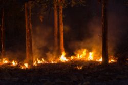 Fire burning trees at night
