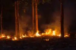 Fire burning trees at night