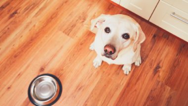 hungry dog waiting to eat blue buffalo dog food