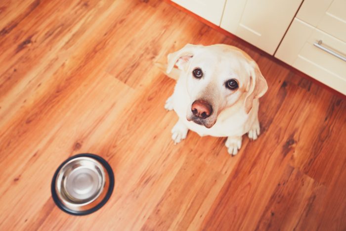 hungry dog waiting to eat blue buffalo dog food