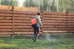 A young man wearing a knapsack herbicide sprayer walks and sprays along a back yard.