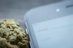 marijuana bud next to cell phone